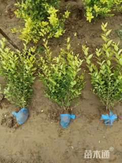 高度50厘米金森女贞