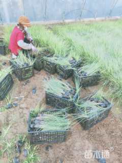 高度20厘米糖蜜草