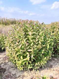 高度50厘米红王子锦带球