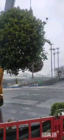 冠幅200厘米大叶黄杨球