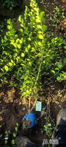 高度50厘米卫矛小苗