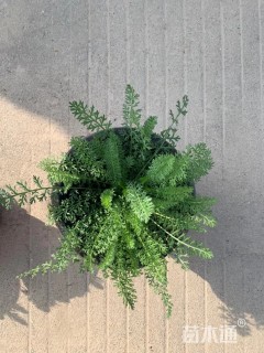 高度10厘米西洋蓍草