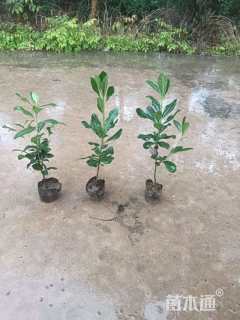 高度40厘米海桐