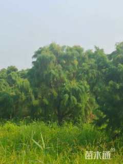 高度200厘米柽柳