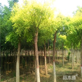 7公分金叶槐