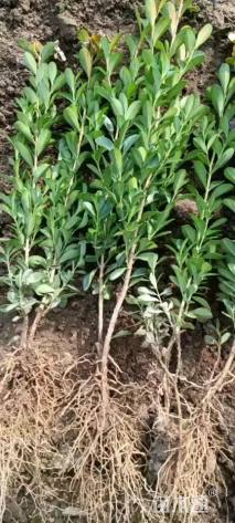 高度30厘米豆瓣黄杨