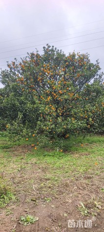 高度350厘米砂糖桔