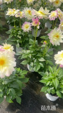 高度40厘米大丽花