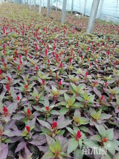 高度20厘米鸡冠花