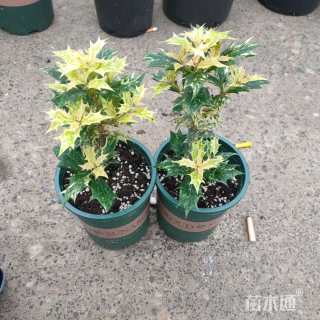 花叶柊树(彩叶刺桂)