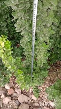 高度2000厘米北海道黄杨