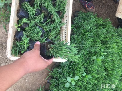 高度15厘米薰衣草