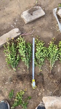 高度35厘米瓜子黄杨