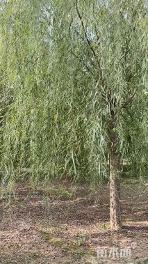 15公分绦柳