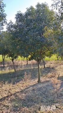 10公分红叶石楠