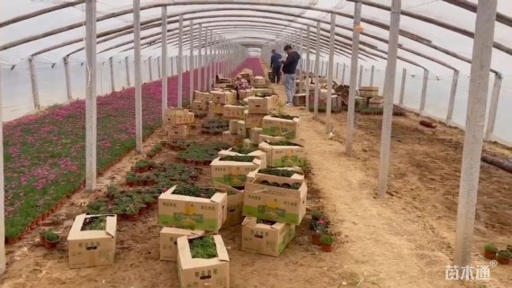 高度20厘米彩虹石竹