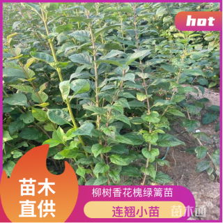 高度70厘米连翘小苗