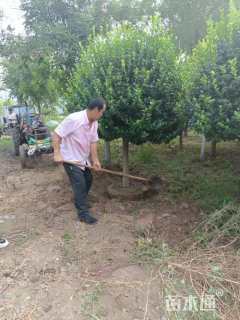 高度120厘米嫁接卫矛球