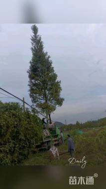 20公分水杉