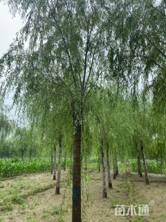 18公分嫁接垂柳