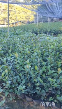 高度30厘米茶梅