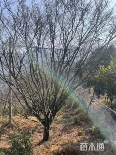 28公分中国红枫