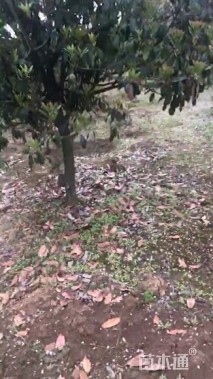 8公分石楠