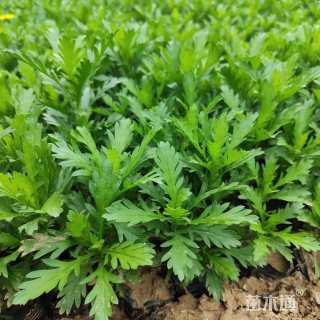 高度20厘米黄金菊