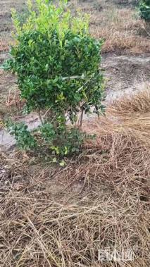 冠幅100厘米无刺枸骨球