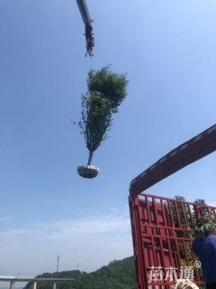 12公分红梅