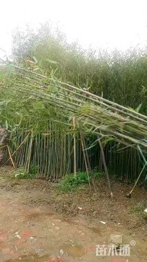 容器苗青皮竹
