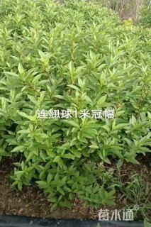 冠幅100厘米连翘球