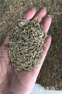 早熟禾种子