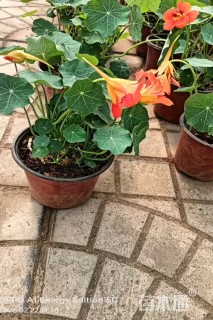 高度50厘米旱金莲