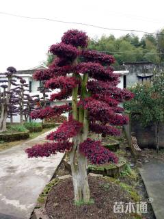 300厘米造型红花继木桩