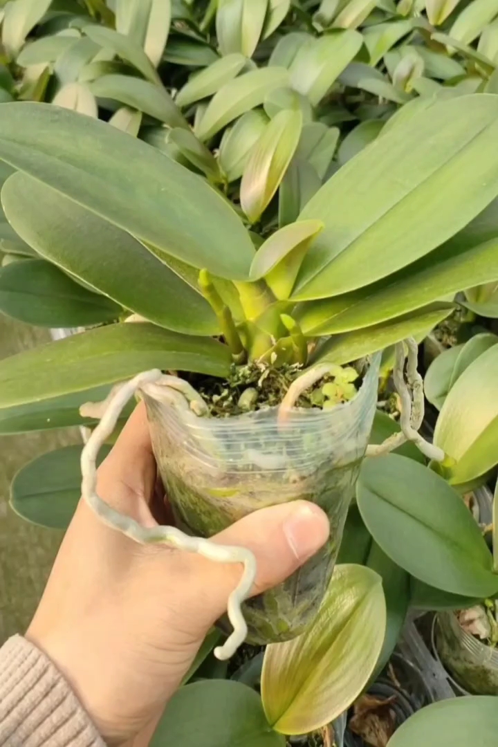 高度20厘米蝴蝶兰
