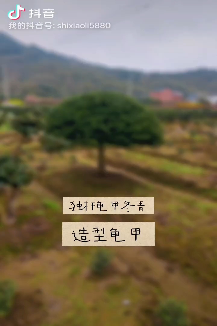 高度130厘米龟甲冬青