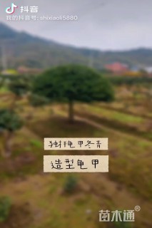 高度130厘米龟甲冬青