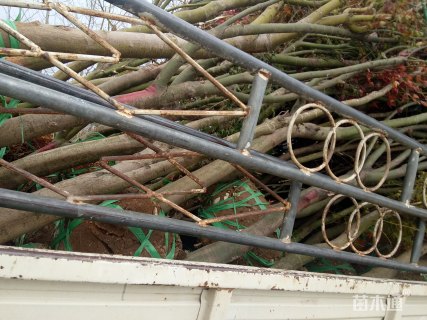 2公分小叶鸡爪槭