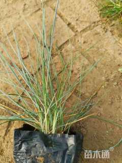 容器苗蓝羊茅