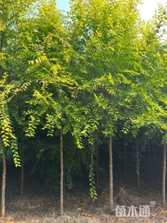 10公分金叶垂榆