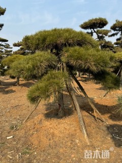 10公分造型油松