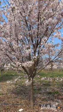 11公分染井吉野樱