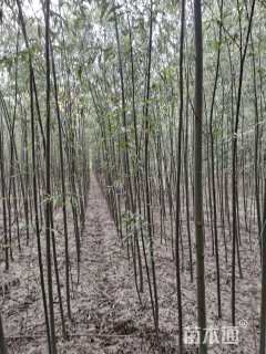 3公分馒头柳
