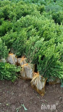 高度40厘米红瑞木