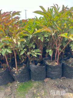 高度25厘米芍药