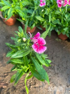 高度20厘米常夏石竹