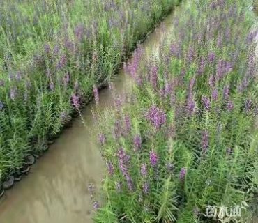 高度20厘米千屈菜