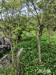 高度500300厘米红花紫薇