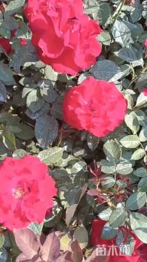 高度18厘米月季